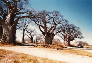 Baines Baobab